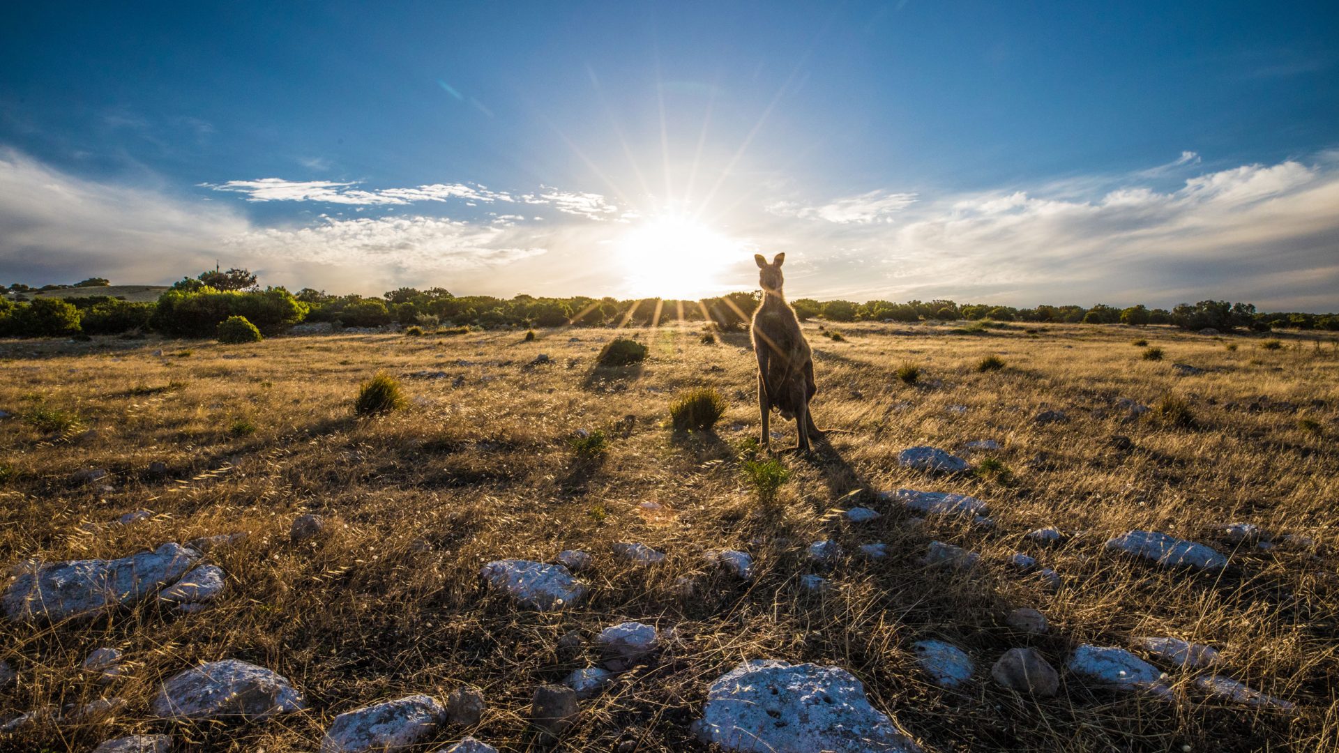 scouts-recycling-landcape-kangaroo